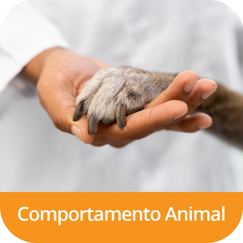 Comportamento-Animal.webp